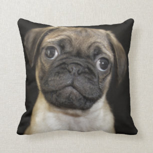 Amazing Little Pug Puppy Cushion