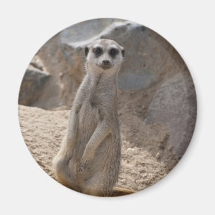 Amazing Meerkat Magnet