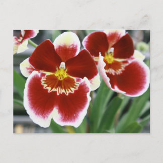 Amazing miltonia orchid postcard