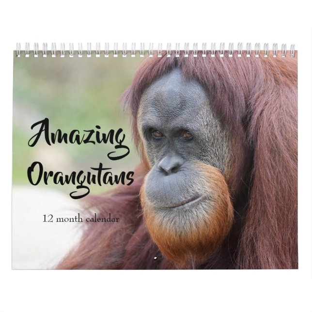 Amazing Orangutans 2026 Calendar (Cover)