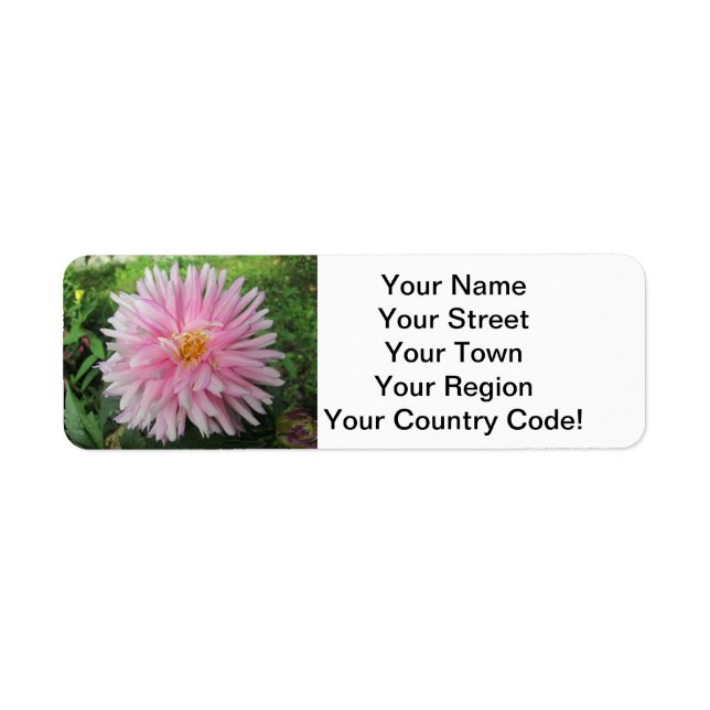 Amazing Pink Dahlia Flower (Front)