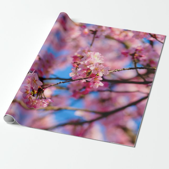 Amazing Pink Sakura And Blue Sky  Wrapping Paper (Unrolled)