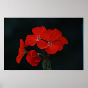 Amazing Red Flowers Poster