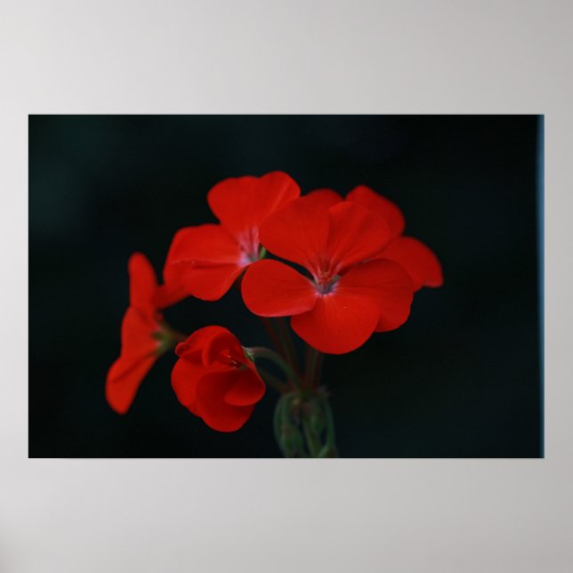 Amazing Red Flowers Poster (Front)