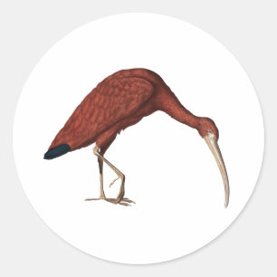 Amazing Red Ibis, Eudocimus ruber (1734) Square St Classic Round Sticker