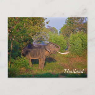 Amazing Thailand Elephant Postcard