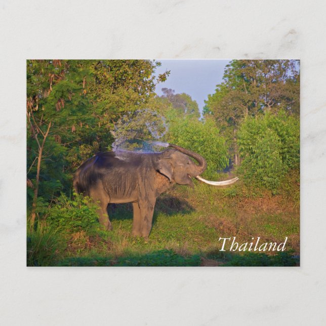 Amazing Thailand Elephant Postcard (Front)