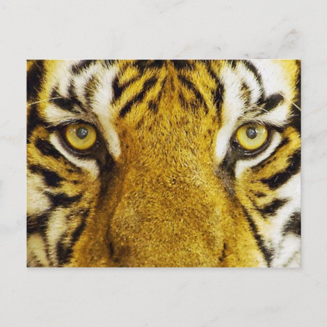 Amazing Tiger Eyes Wildlife Painting Postcard (Front)