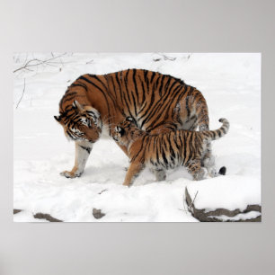 Amazing Tiger with her Cub in the snow Poster