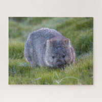 Amazing Wombat in the Grass Australia, 520 pieces