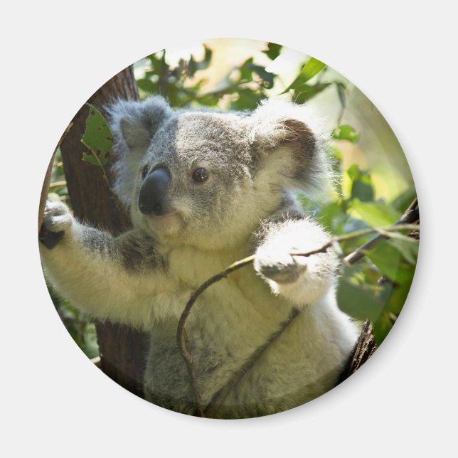 Amazingly cute baby koala in a tree magnet (Front)