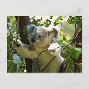 Amazingly cute baby koala in a tree postcard