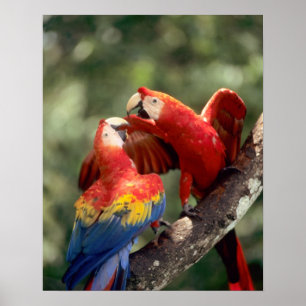 Amazon, Brazil. Pair of Scarlet Macaws (Ara Poster