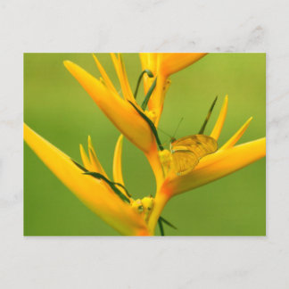 Amazon Humane Society: Amazon Nature Series Postcard