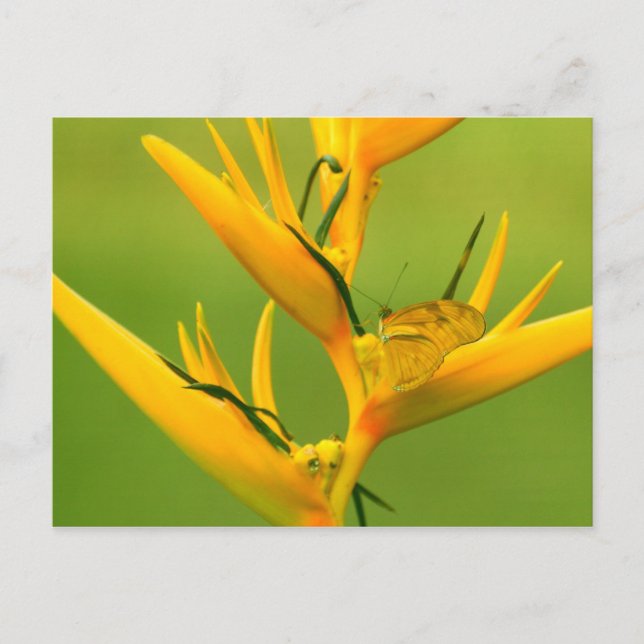 Amazon Humane Society:  Amazon Nature Series Postcard (Front)