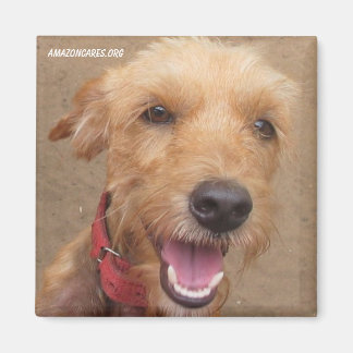 Amazon Humane Society Magnet: Precious Dog Series- Magnet