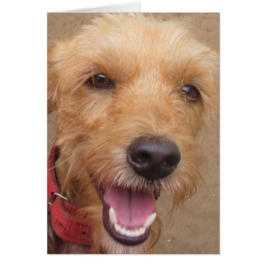 Amazon Humane Society "Pedro" Note Card