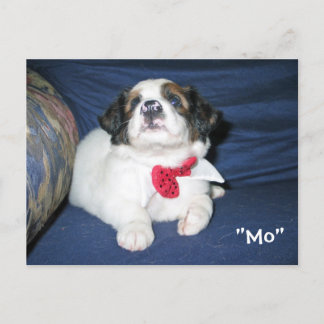 Amazon Humane Society Postcard: Precious Dog Serie Postcard