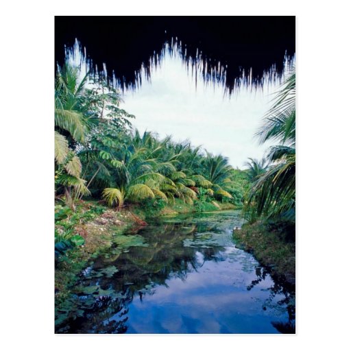 Image of Amazon Jungle River Landscape Postcard