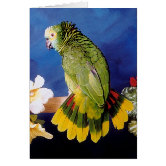 Amazon Parrot Greeting Card