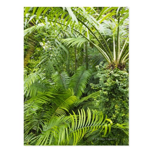 Image of Amazon Rainforest, Amazonia, Brazil 2 Postcard