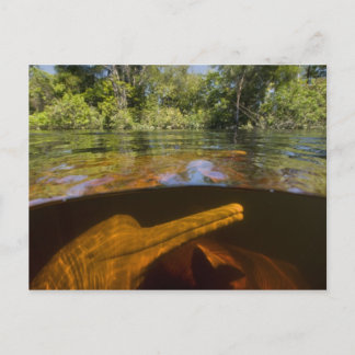 Amazon River Dolphins (Inia geoffrensis) Ariau Postcard