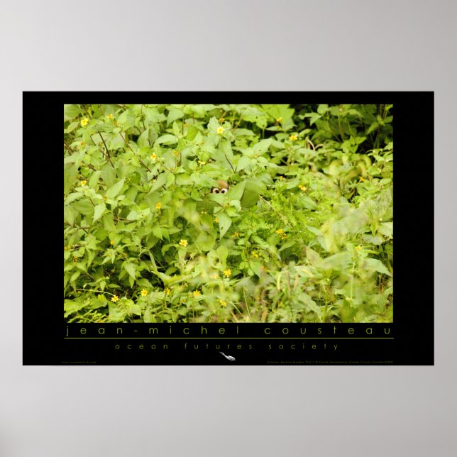 Amazon Squirrel Monkey Poster (Front)