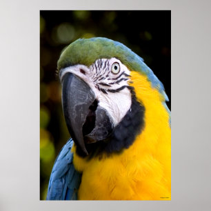 Amazonian Parrot Portrait Poster