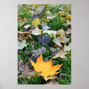 amber colored leaf poster