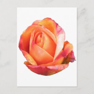 Amber Sunblaze Miniature Rose Postcard