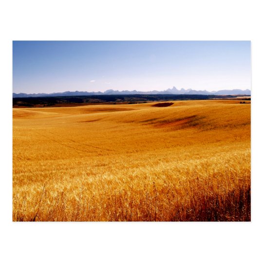 Amber Waves post card