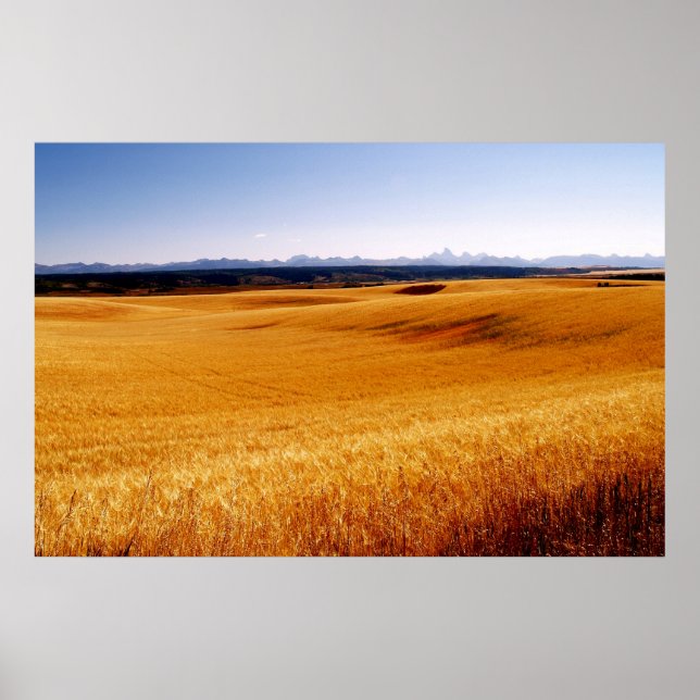 Amber Waves print (Front)