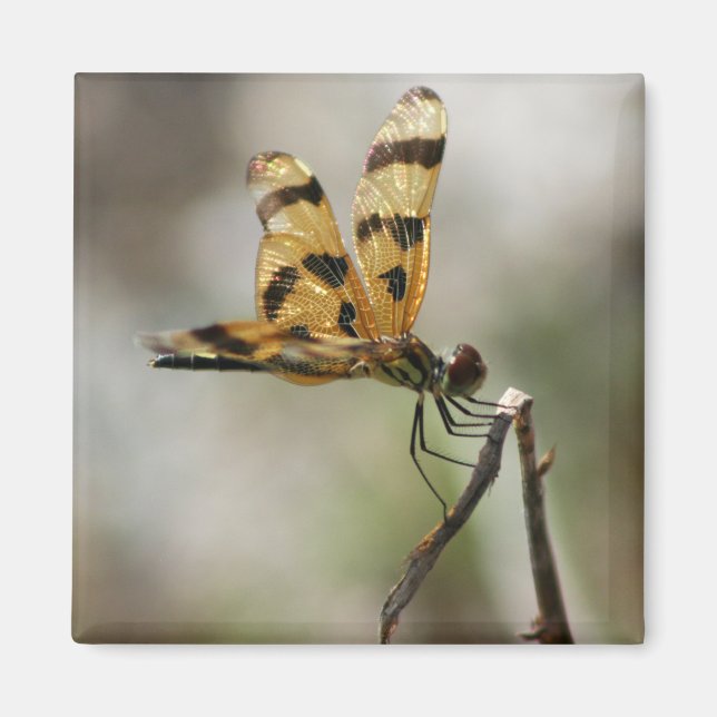 Amber Wings Magnet (Front)