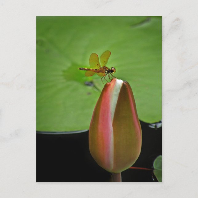 Amberwing Dragonfly Postcard (Front)