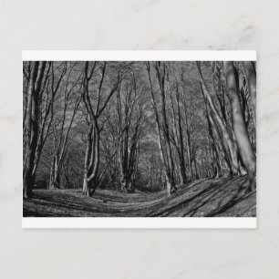 Ambresbury Banks Iron Age fortification Postcard