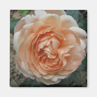 Ambridge Rose in Full Bloom Magnet