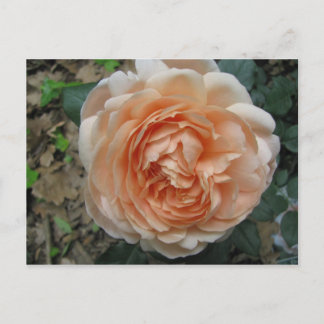 Ambridge Rose in Full Bloom Postcard