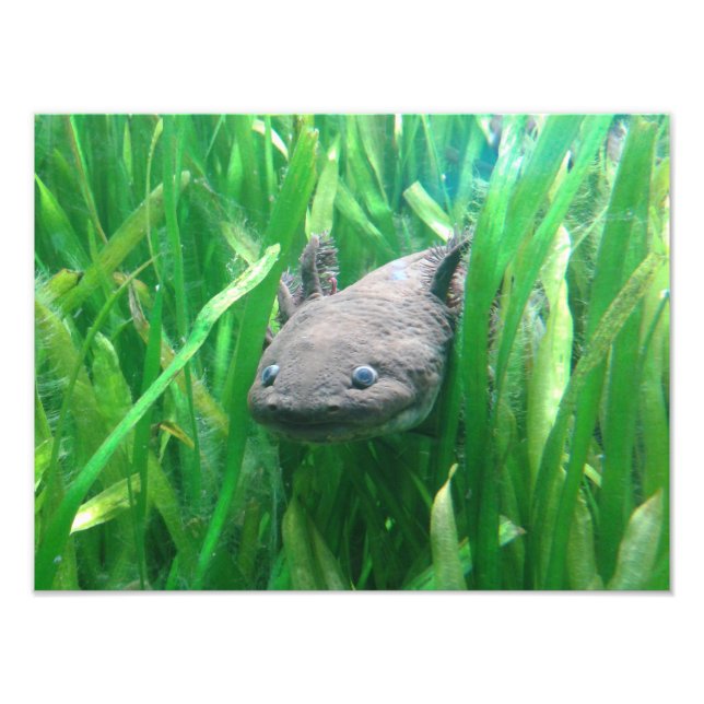 Ambystoma andersoni photo print (Front)