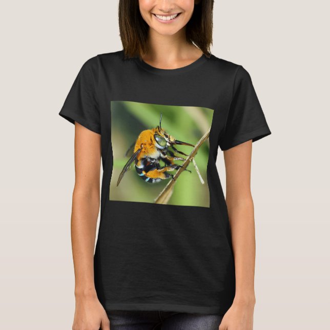 Amegilla cingulata T-Shirt (Front)