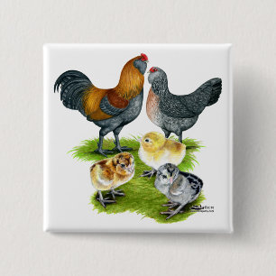 Ameraucana Chicken Family 15 Cm Square Badge
