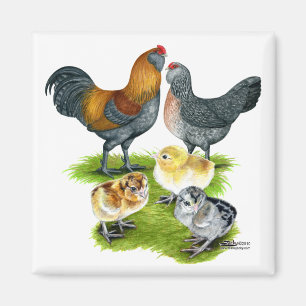 Ameraucana Chicken Family Magnet