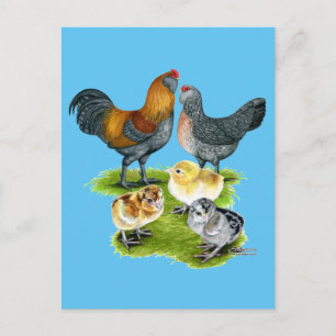 Ameraucana Chicken Family Postcard