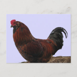 Ameraucana Rooster Postcard
