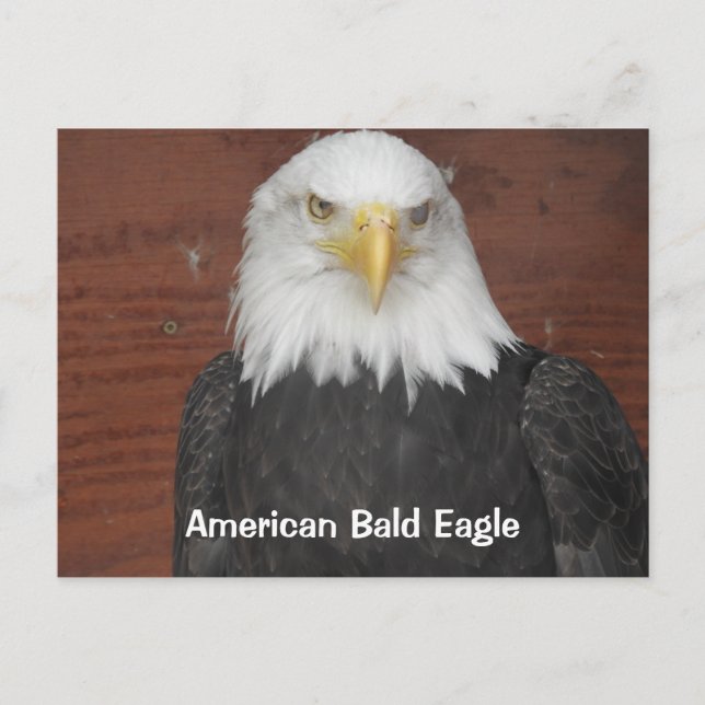America Bald Eagle  Dubuque Iowa Keepsake   Postcard (Front)