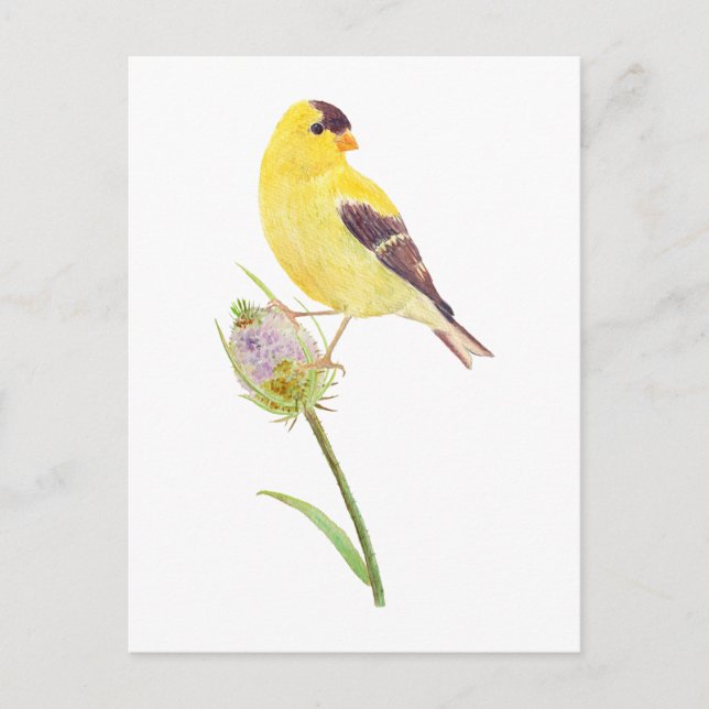 America Goldfinch and Thistle post Card (Front)