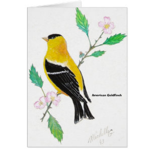 americam goldfinch, American Goldfinch