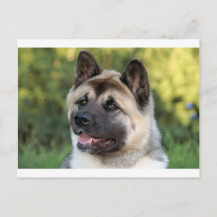 American Akita Dog Postcard