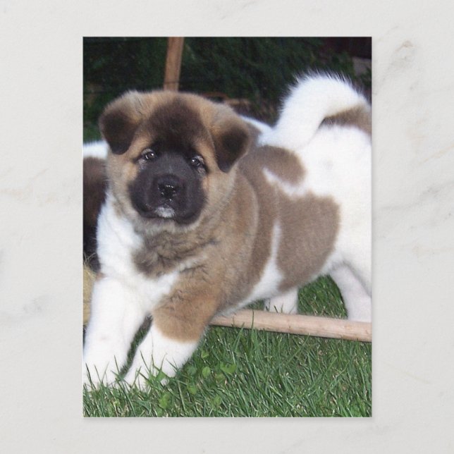 American Akita Puppy Dog Postcard (Front)