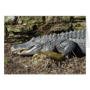 American Alligator