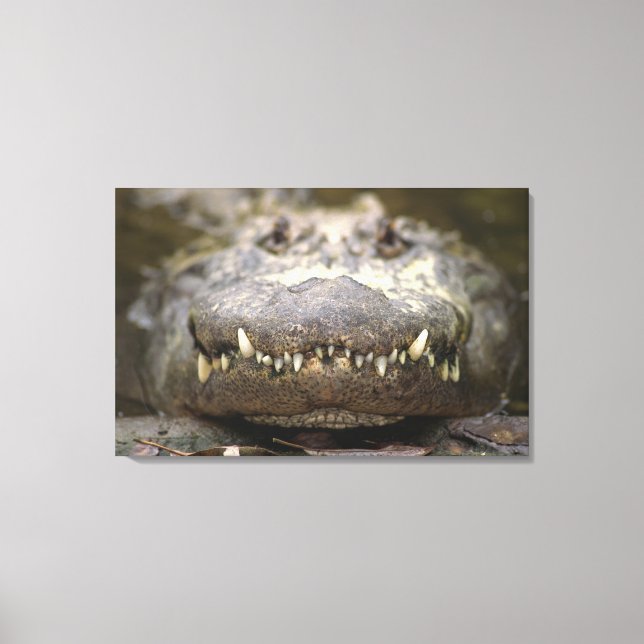 American alligator canvas print (Front)